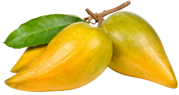 Lucuma