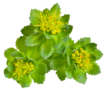 Rhodiola