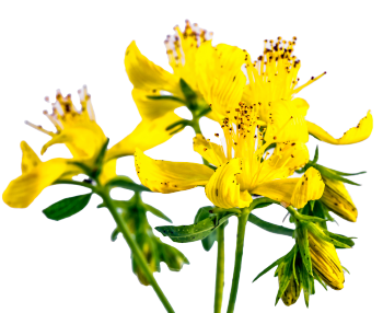 Hypericum perforatum (Echte Johanniskraut)